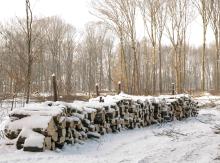 ABSATZ VON HOLZ, WEIHNACHTSBAUMEN UND SETLINGEN