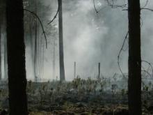 Akcja bezpośrednia w ochronie przeciwpożarowej lasu – Rozpoczęta