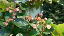Jaka jest pszczoła każdy widzi – czy na pewno?